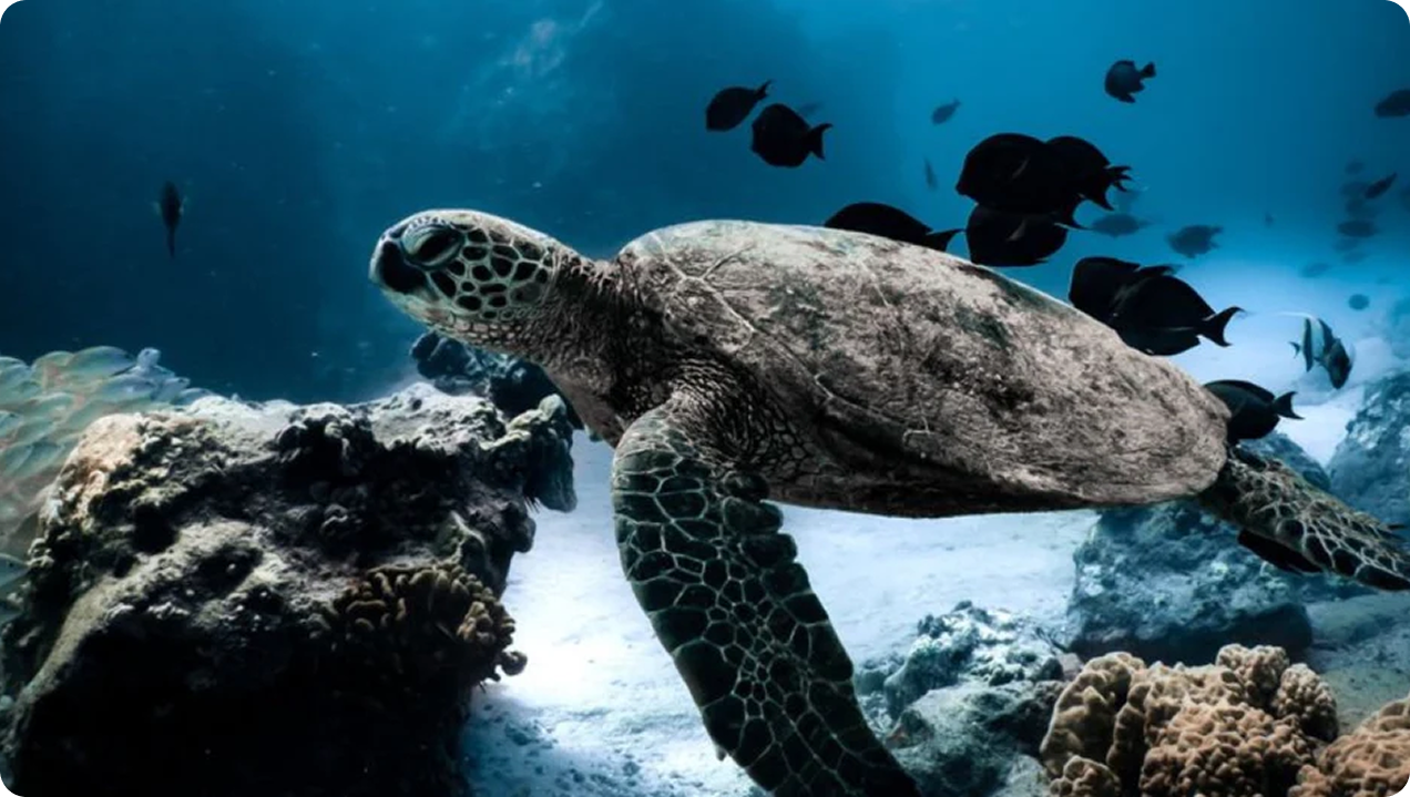 Sea turtle underwater